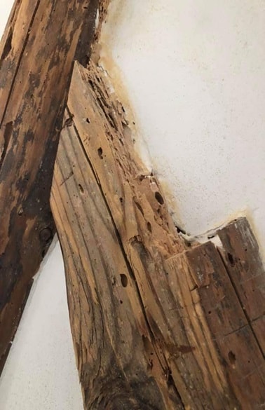 Повреждения древесины усачами - фото 5